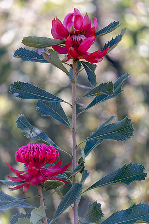 The beautiful Waratah