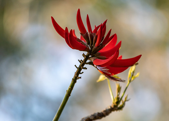 Coral Tree Flowers