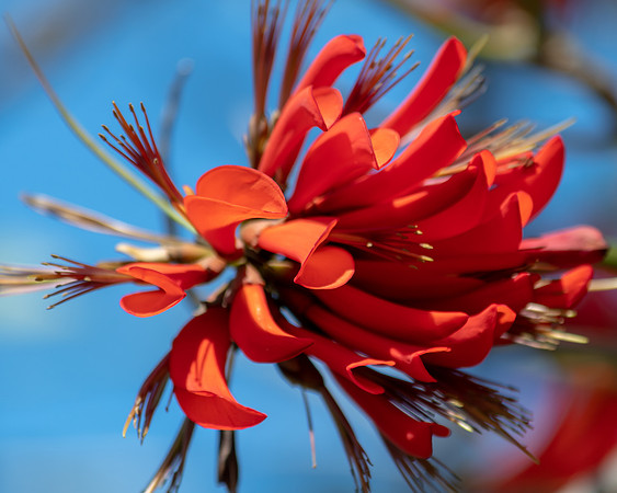 Coral Tree Flowers