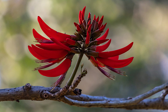 Coral Tree Flowers