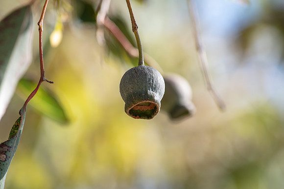 Gumnuts on a Gum Tree