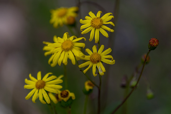Tiny yellow Daisy Flowers in the grass