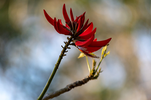 Coral Tree Flowers