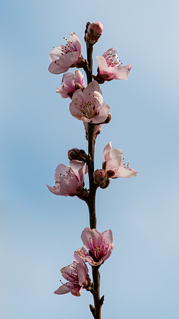 Tiny Pink Blossoms in Spring