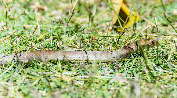 Juvenile Brown Snake