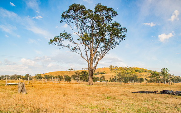 Out in the country and gum tree