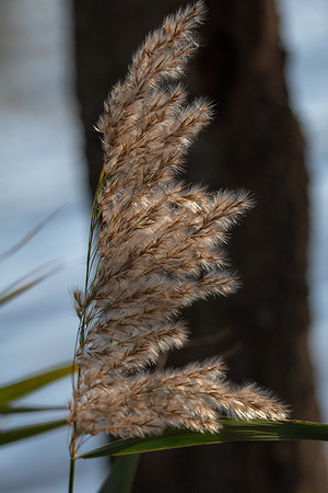 Grass seeds