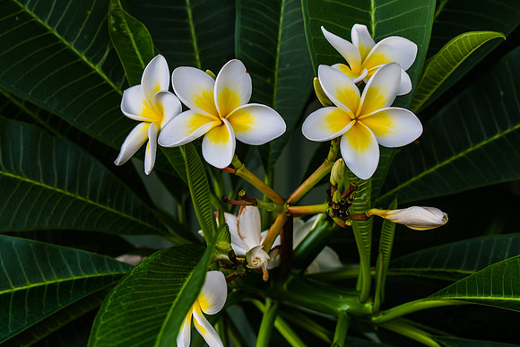 Frangipani flowers on the tree