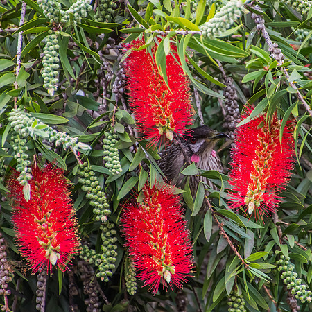 Red Wattlebird peeking out from amongst the red bottlebrush flow