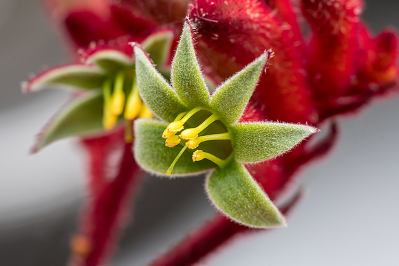 Kangaroo Paw Flower