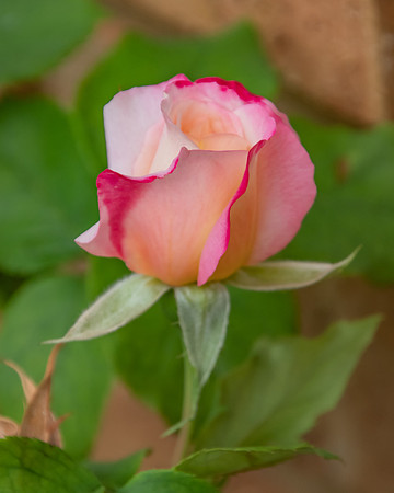 Two Toned Pink Rose Bud Beginning to Open