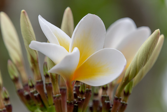 Frangipani flowers and buds