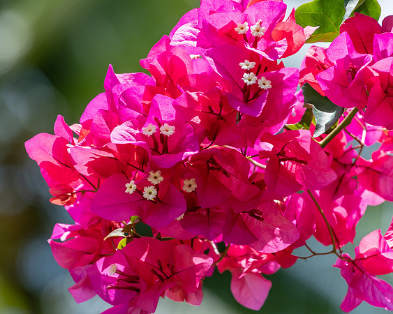 Pink Bougainvillea Flowers