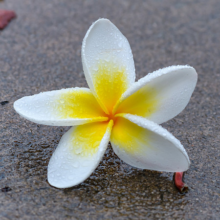 Fallen Frangipani Flower in the Rain