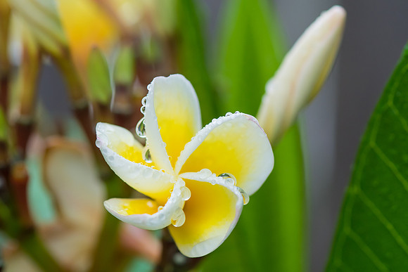 Frangipani Flowers in the Rain