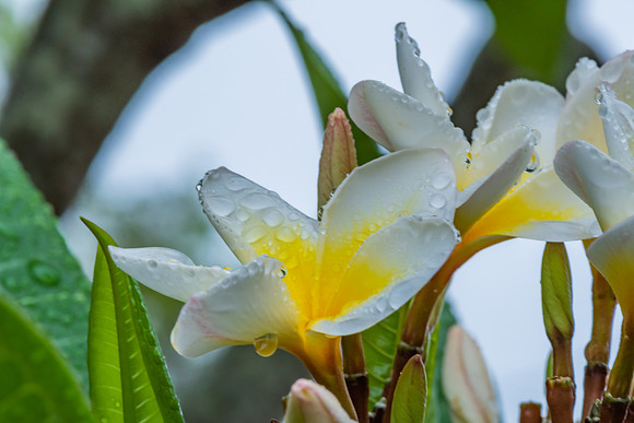 Frangipani Flowers in the Rain