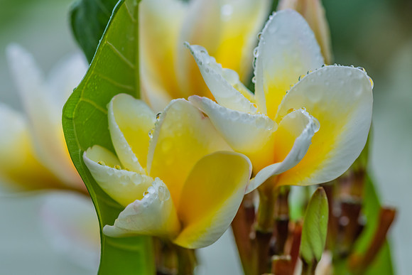 Frangipani Flowers in the Rain