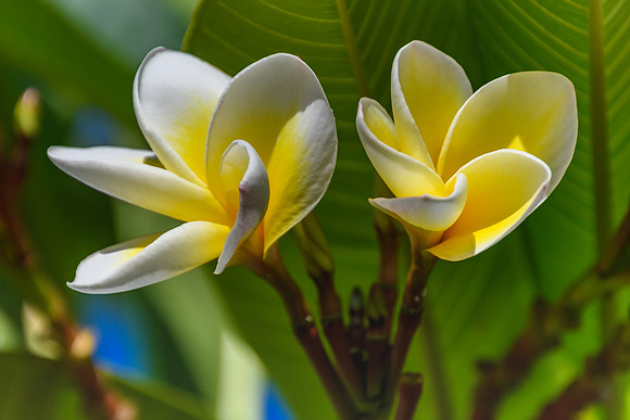 Yellow and White Frangipani Flowers