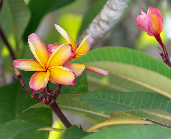 Frangipani Flowers