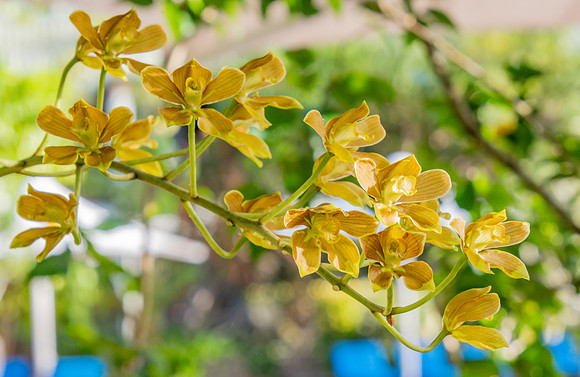 Orchids