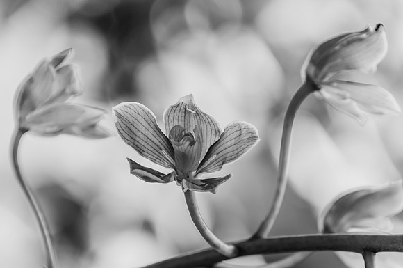 Orchids in Black and White
