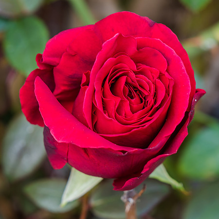 Red rose beginning to bloom