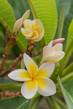 Yellow and White Frangipani Flowers