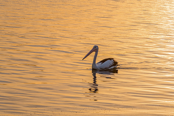 Pelican in the sunset light