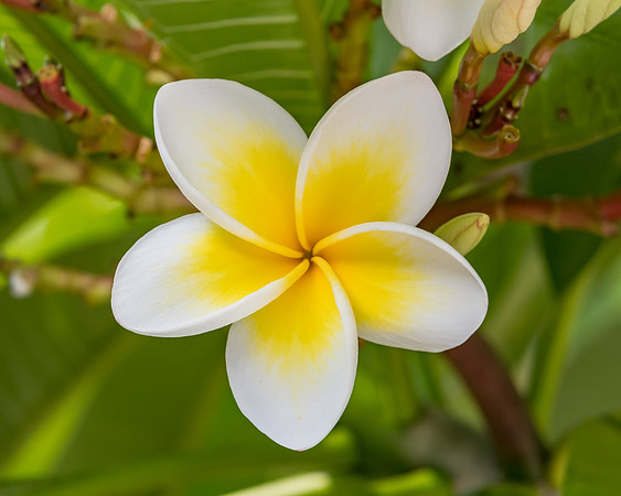 Yellow and White Frangipani Flowers