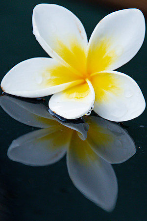Yellow and White Frangipani and Reflection
