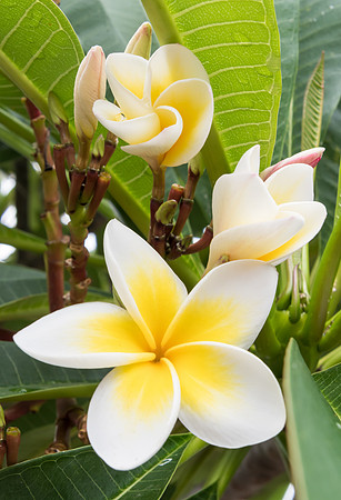 Yellow and White Frangipani Flowers