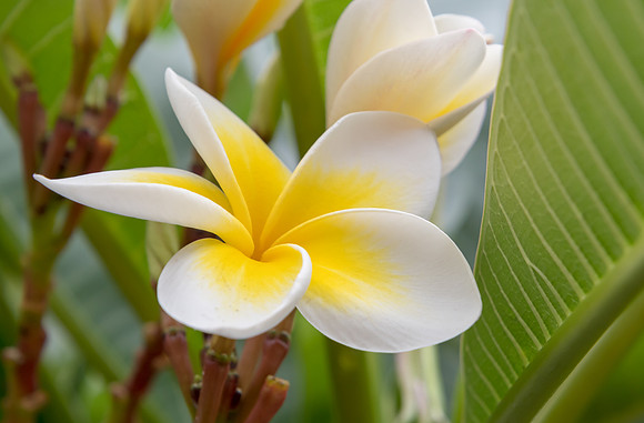 Yellow and White Frangipani Flowers