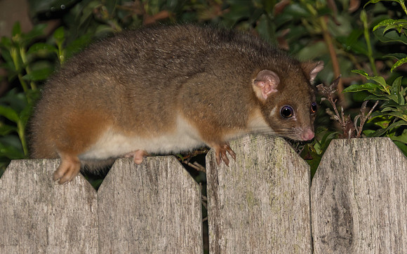 Female Common Ringtail Possum