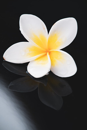 Yellow and White Frangipani and Reflection