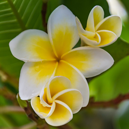 Yellow and White Frangipani Flowers