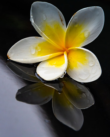 Frangipani Reflection