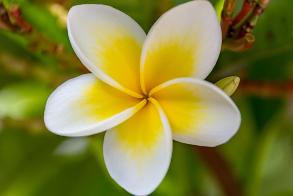 Yellow and White Frangipani Flowers