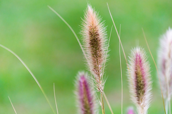 Grass Seed Head