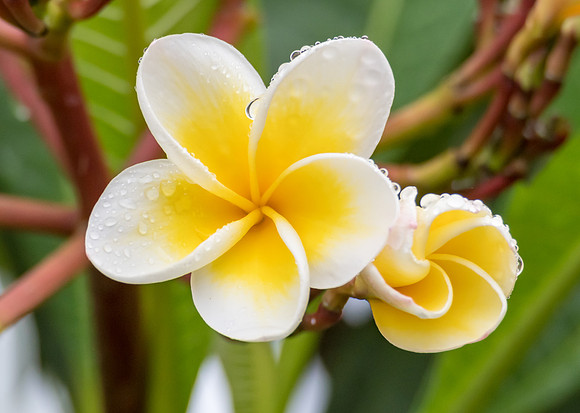 Yellow and White Frangipani Flowers on a rainy day