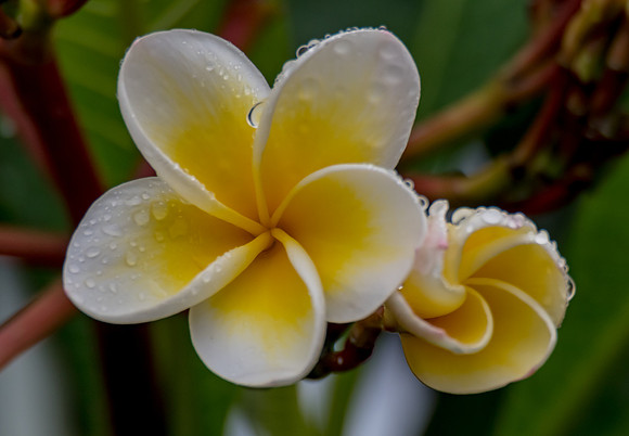 Yellow and White Frangipani Flowers on a rainy day