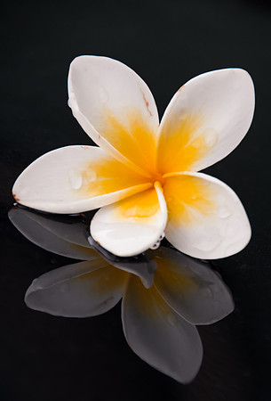 Yellow and White Frangipani and Reflection
