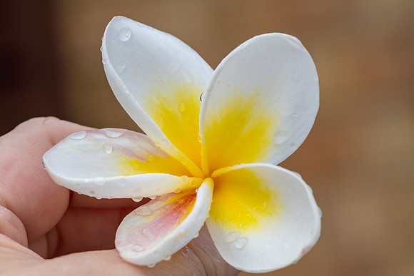 Rainy Day Frangipani in the Hand