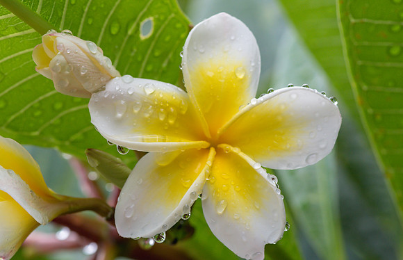 Rainy Day Yellow and White Frangipani Flowers