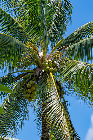 Coconut Palm Tree