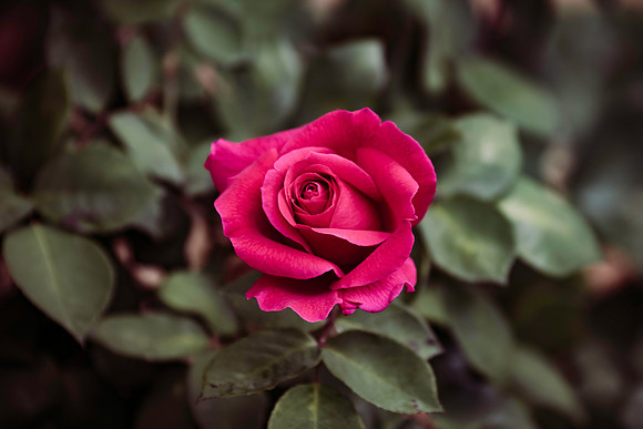 Red rose beginning to bloom