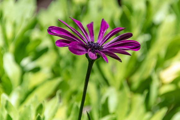 Purple Daisy Flower