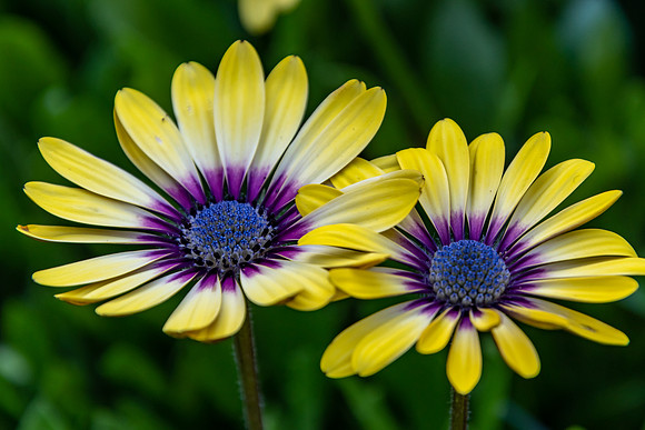 Yellow Oesteospermum Daisy Flowers with Purple Outer and Blue Ce