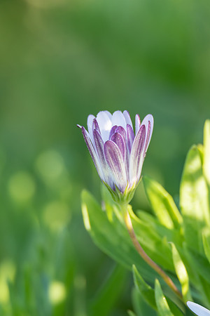 Osteospermum Daisy Flower