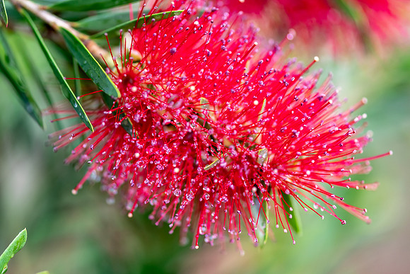 Bottle Brush on a rainy Autumn day