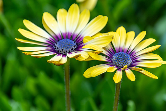 Yellow Oesteospermum Daisy Flowers with Purple Outer and Blue Ce